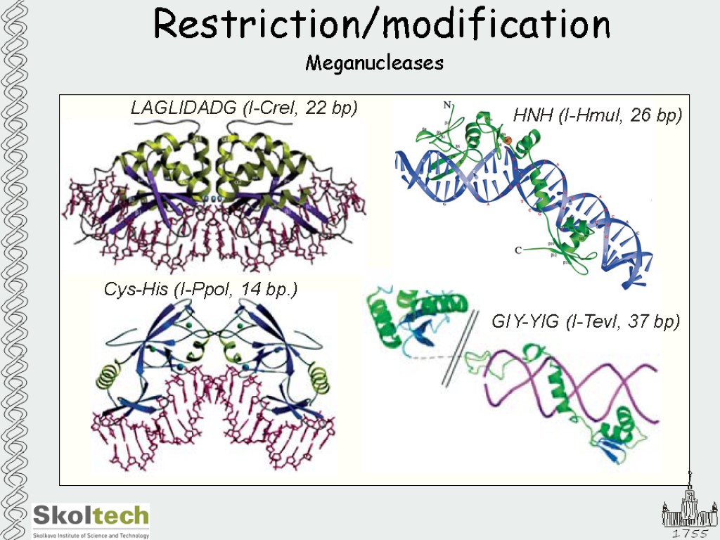 Restriction/modification Meganucleases